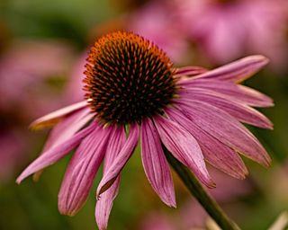 GuruShots - Flower Spotlight