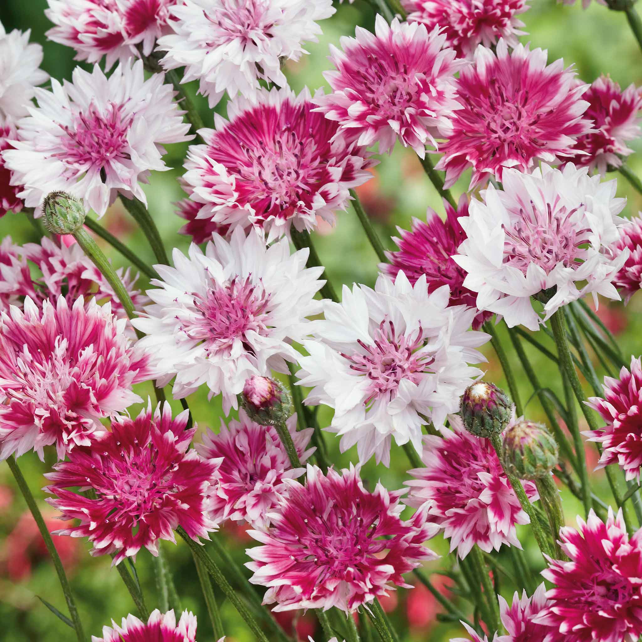Cornflower / Bachelor Button Seeds - Classic Romantic