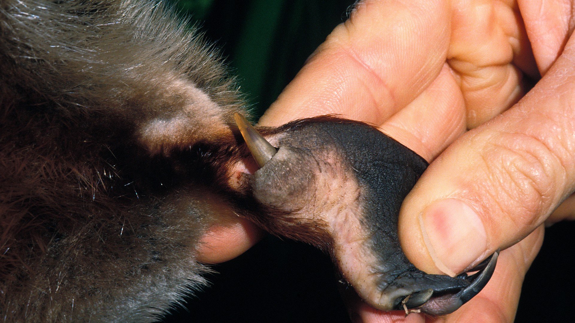 Close-up image of the spurs on the back leg of a male platypus