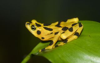 The Smithsonian's National Zoo maintains an active breeding program for the critically endangered Panamanian golden frog.