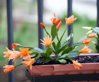 orange Christmas cactus plant in outdoor pot