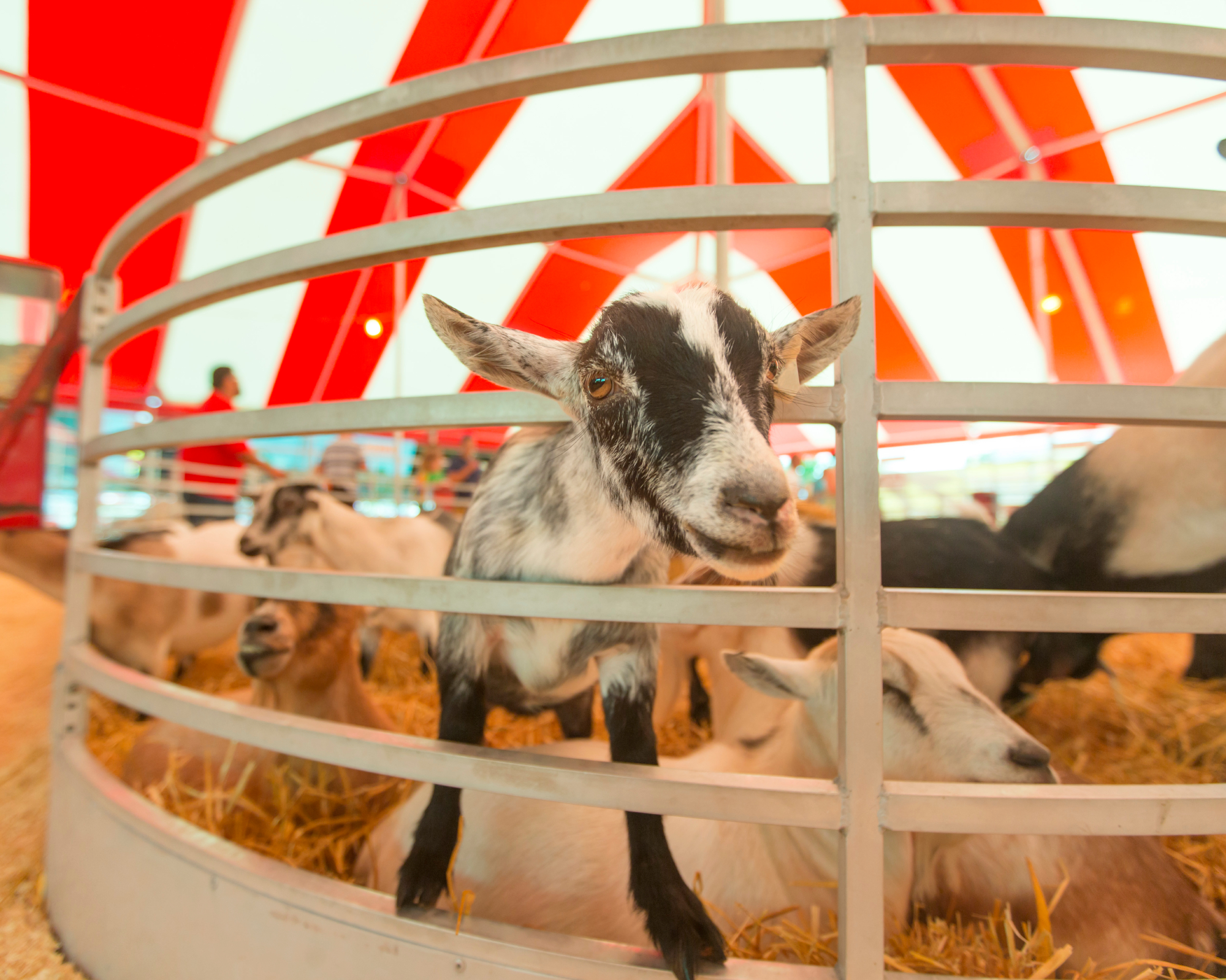goat in a pen at the fair