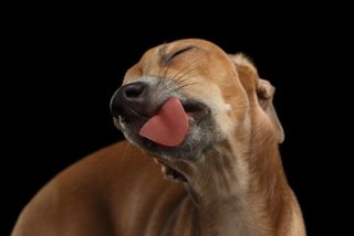 An image of a dog with its tongue out.