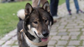 Shikoku Inu