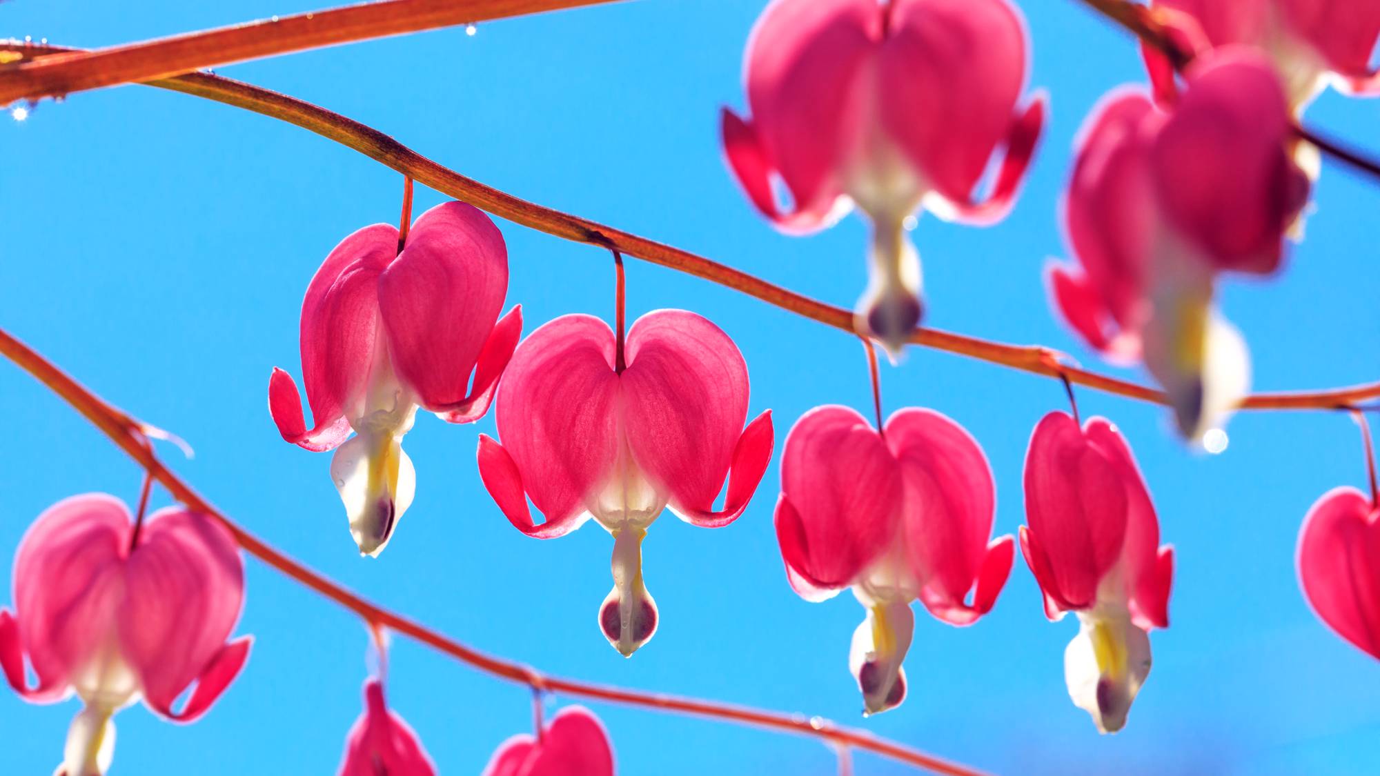 Bleeding heart flowers against a blue sky