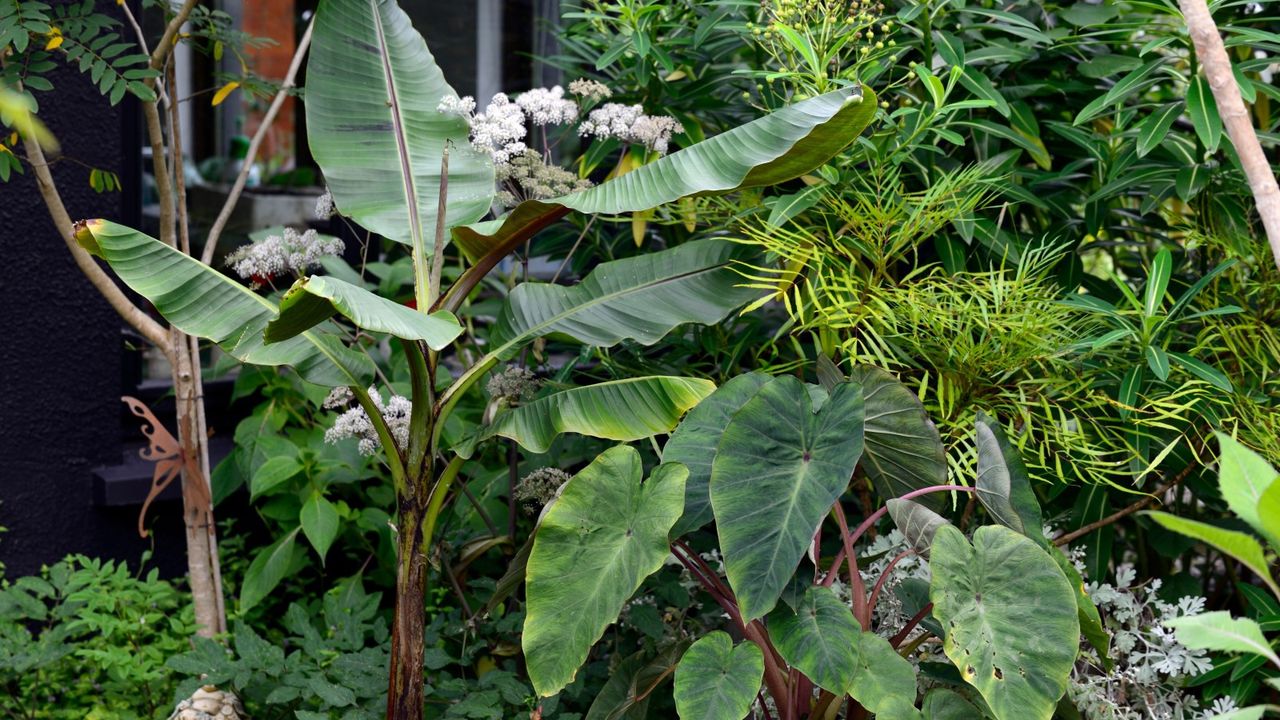 Musa banana in a tropical garden