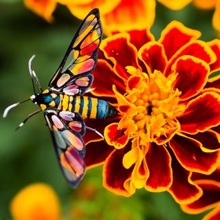 french marigold with red and yellow colour and bee