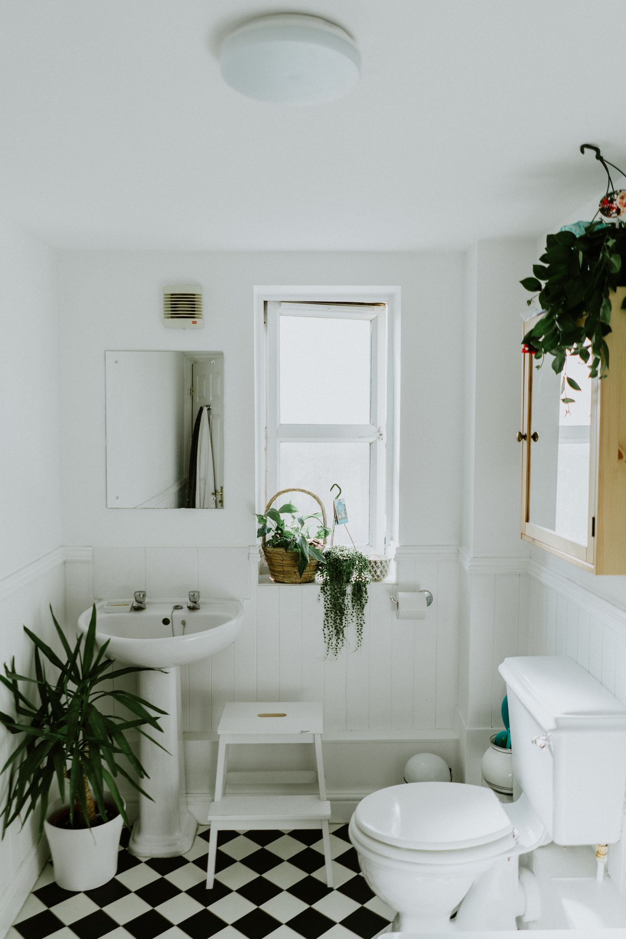 10 best bathroom plants low light, humidityloving greenery for your