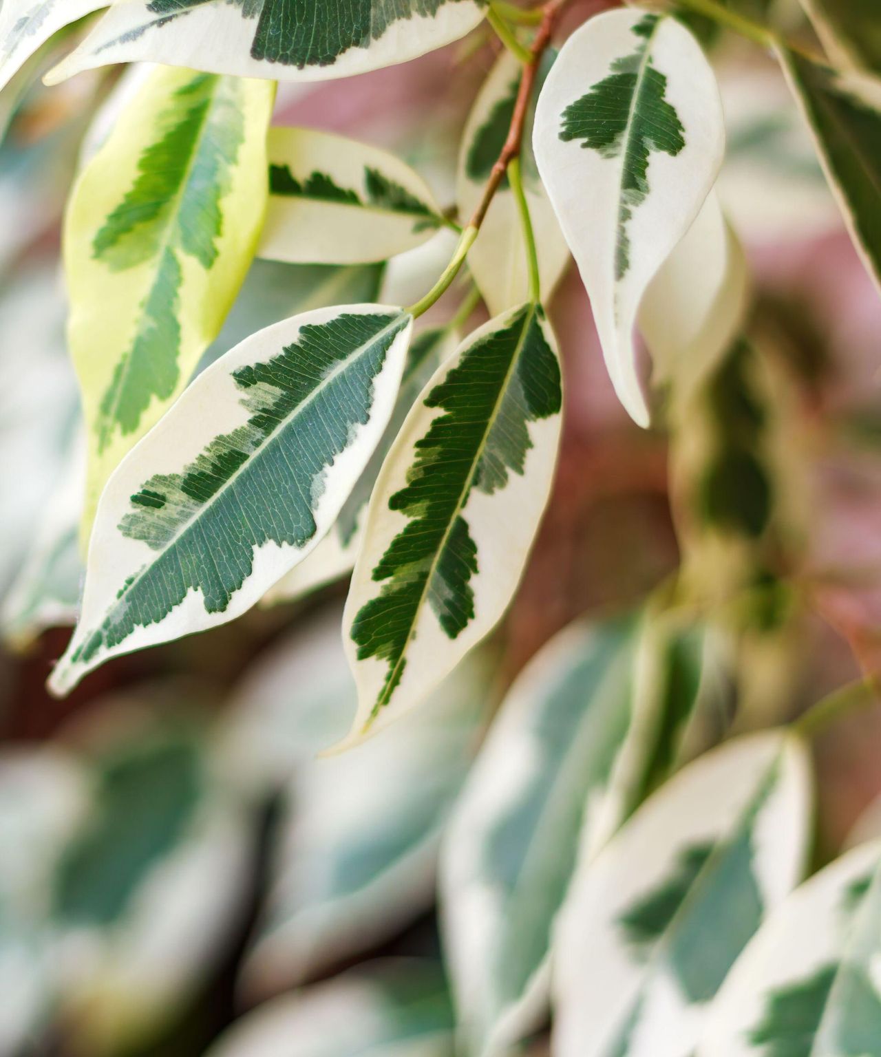 The best fig trees to grow indoors and out Homes & Gardens