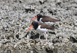 American oystercatchers eat mussels, clams and oysters, among other marine invertebrates