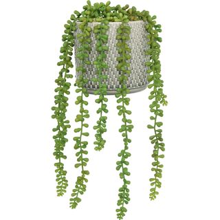 white background string of pearls houseplant