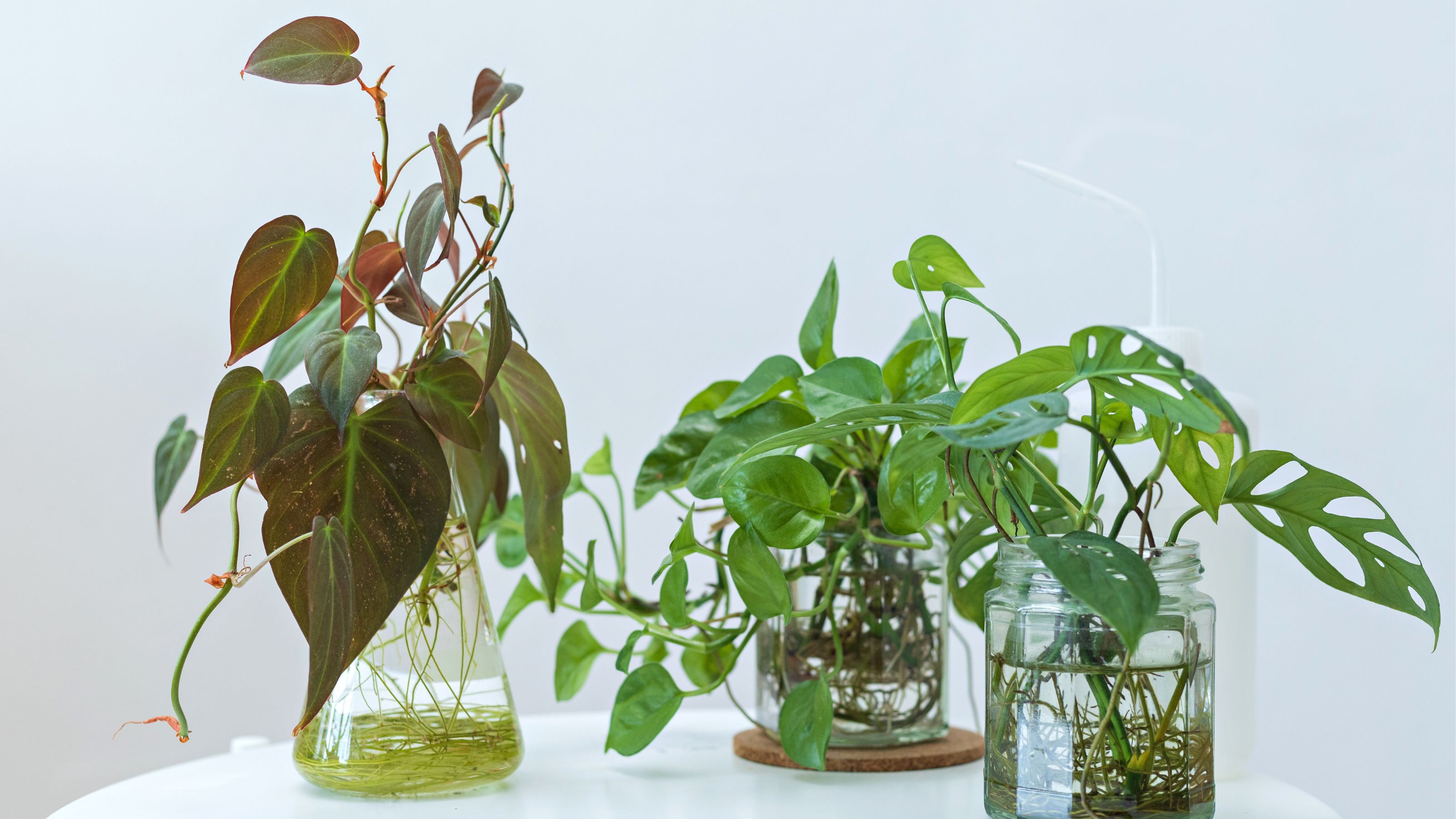 Monstera and philodendron houseplants growing in hydroponic vases