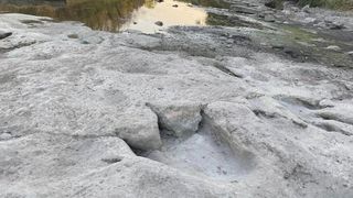 A dinosaur track in Texas.