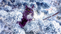A very nice wild red and white maine coon cat sitting on the pine tree in the winter snowy forest.