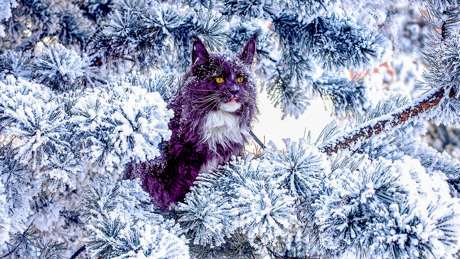 A Maine coon cat sitting on the pine tree in the winter snowy forest