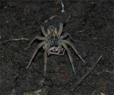 Baby Wolf Spider: Facts & Unbelievable Pictures! - AZ Animals