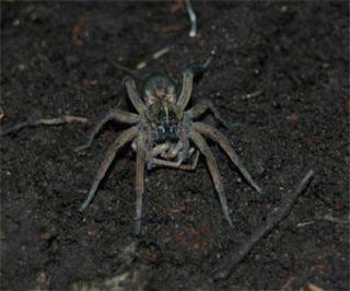 Creepy Cannibalism Why Female Spiders Eat Mates Live Science