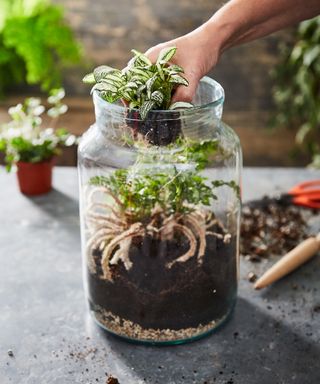 Terrarium plants being added to a large glass jar terrarium