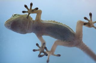 Etna liter Tak for din hjælp Geckos' Sticky Secret? They Hang by Toe Hairs | Live Science