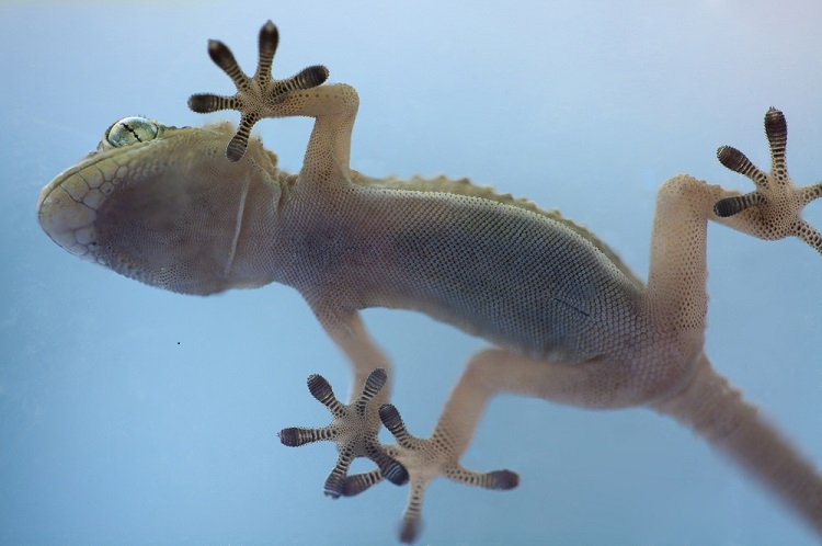 Geckos' Sticky Secret? They Hang by Toe Hairs | Live Science