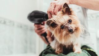 Dog grooming tips: Yorkie being dried off with hairdryer