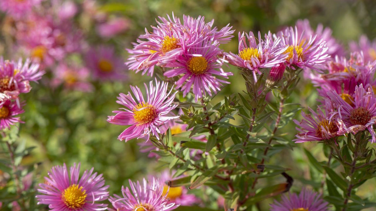 Aster plant with pink daisy-like blooms