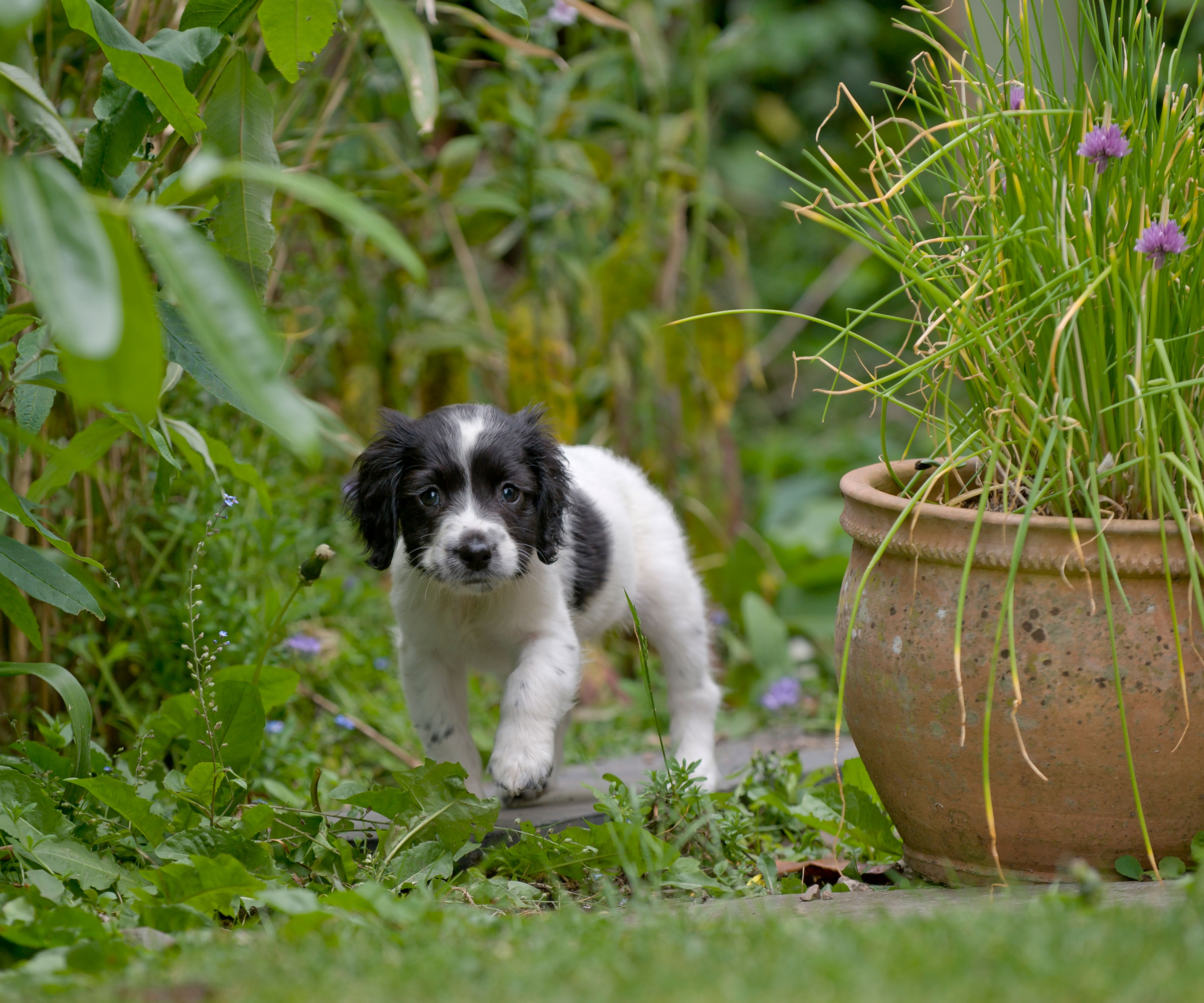 young dog in garden with terracotta container and lawn