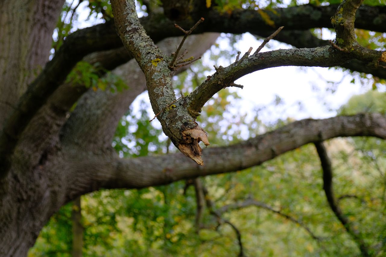Fujifilm X-S10