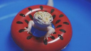 Haichen Tec Floaties toy for pet lizards