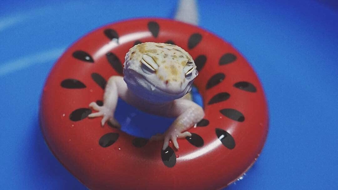 Best toys for pet lizards Banish boredom with our top picks PetsRadar
