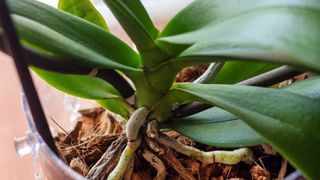 close-up of orchid roots in pot