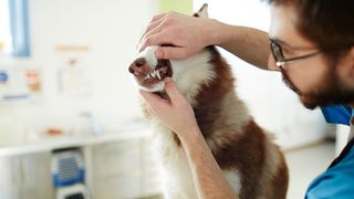 A vet checking a husky dog's teeth