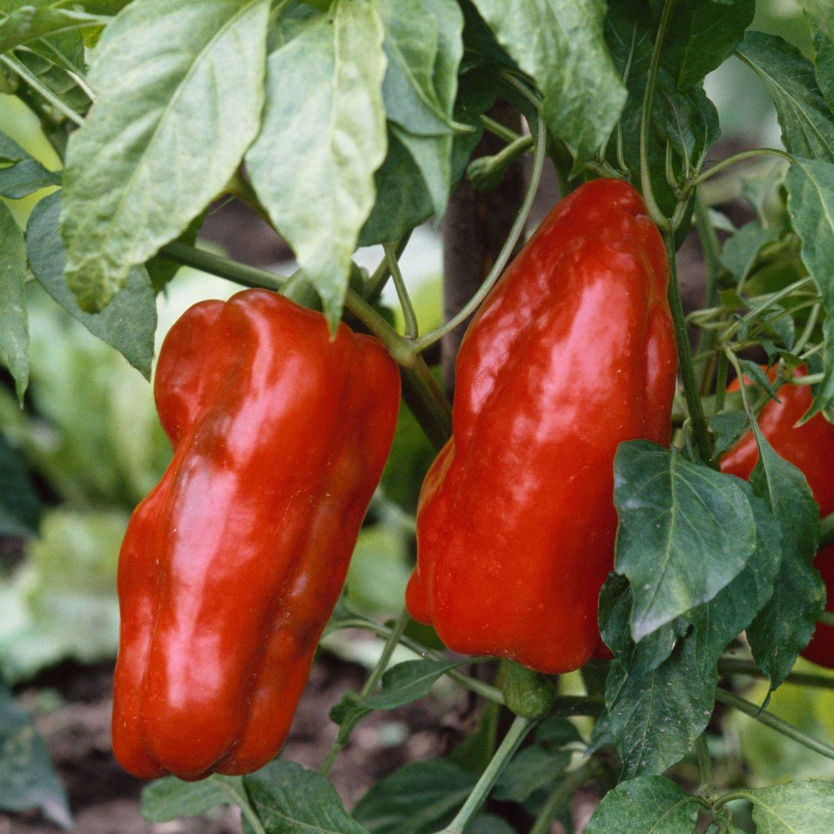 How To Cut a Bell Pepperto minimize waste! - The Natural Nurturer