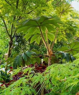 Large green leaves of the rice paper plant, also known as Tetrapanax papyrifer 'Rex'
