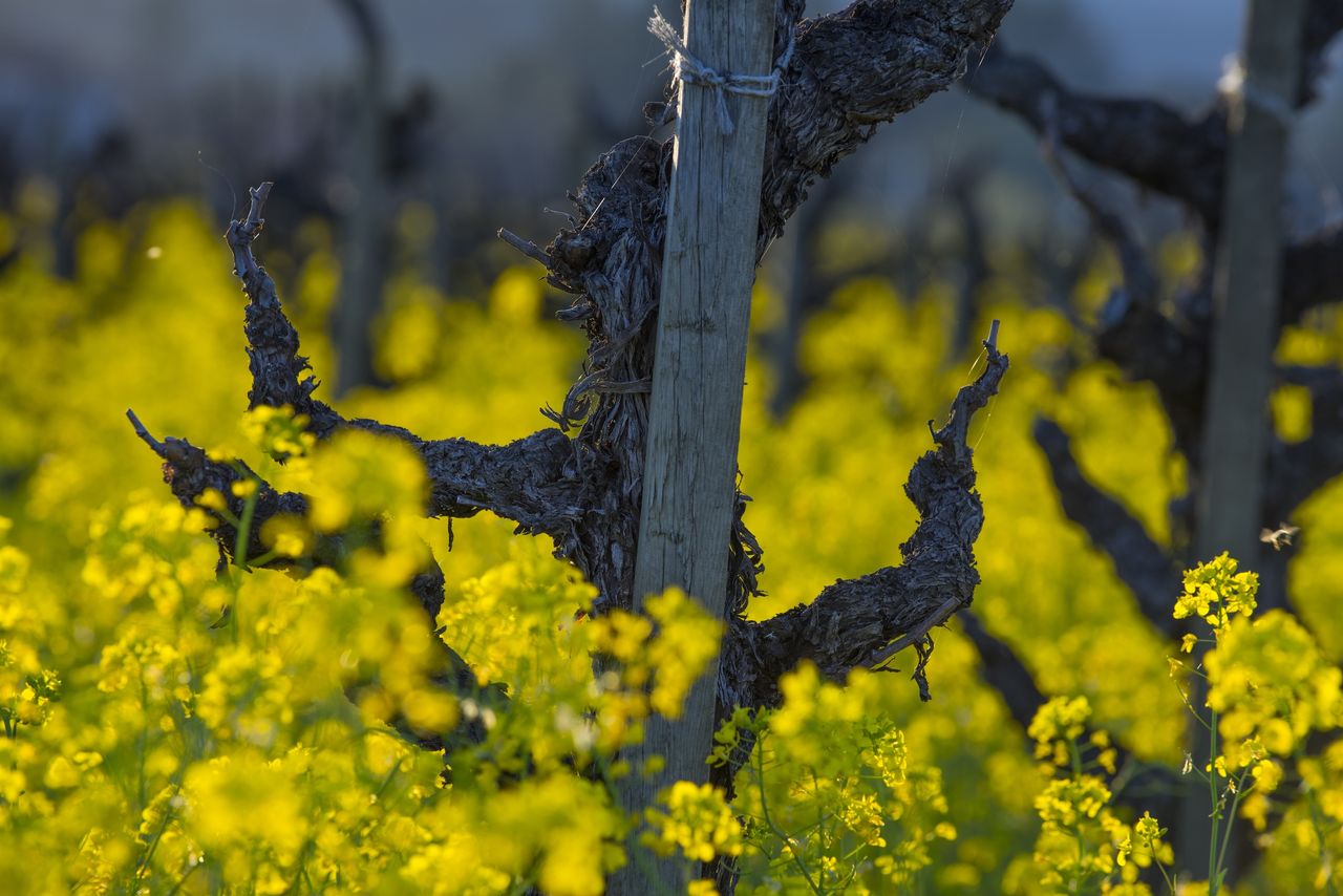 National treasures: America's old vines and their dynamic and delicious wines