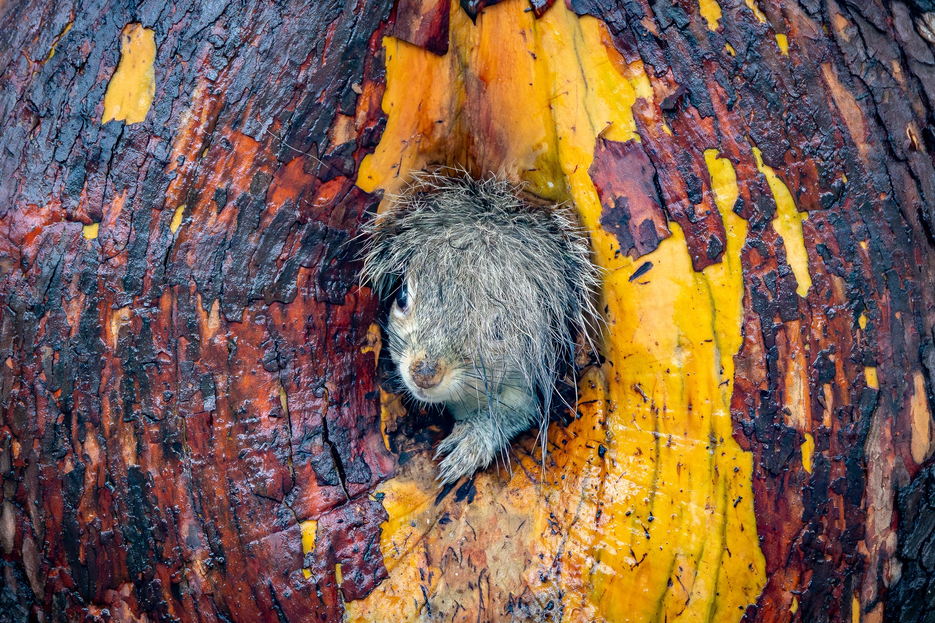 A close-up shot shows a small, fluffy squirrel with messy, wet-looking fur peering out from a circular hole in the vibrant orange and reddish-brown bark of a tree.