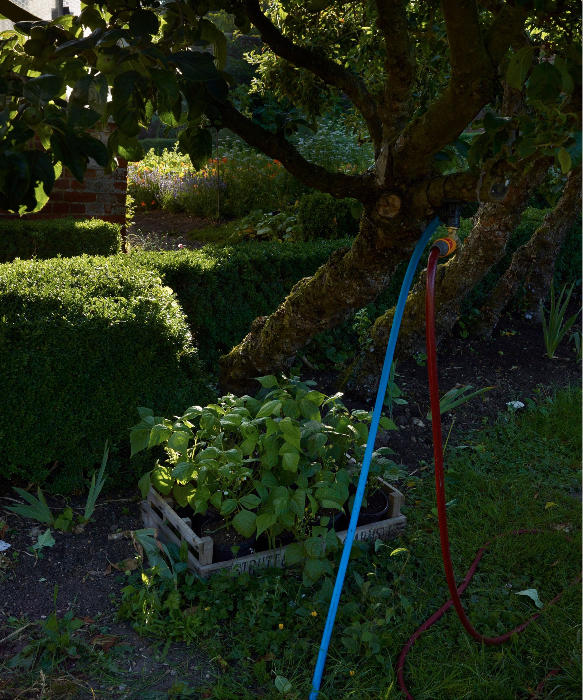 A blue and red irrigation point in a green garden with a large tree