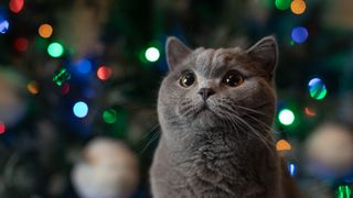 British Shorthair cat