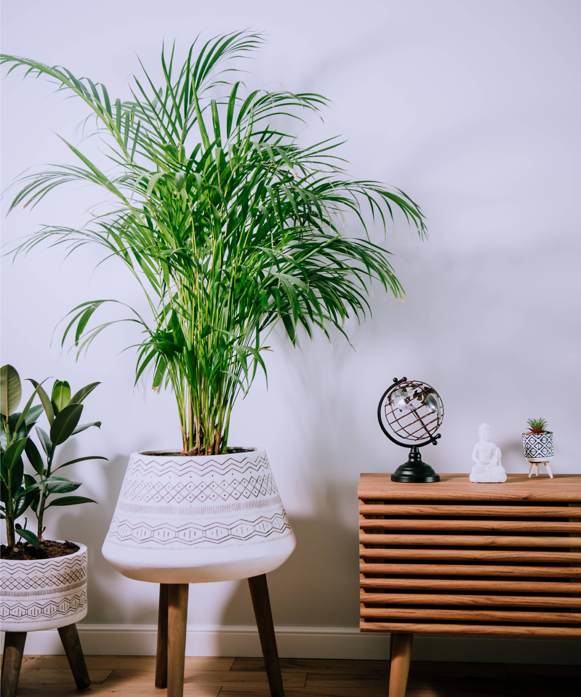 Tall houseplant parlor palm in living room