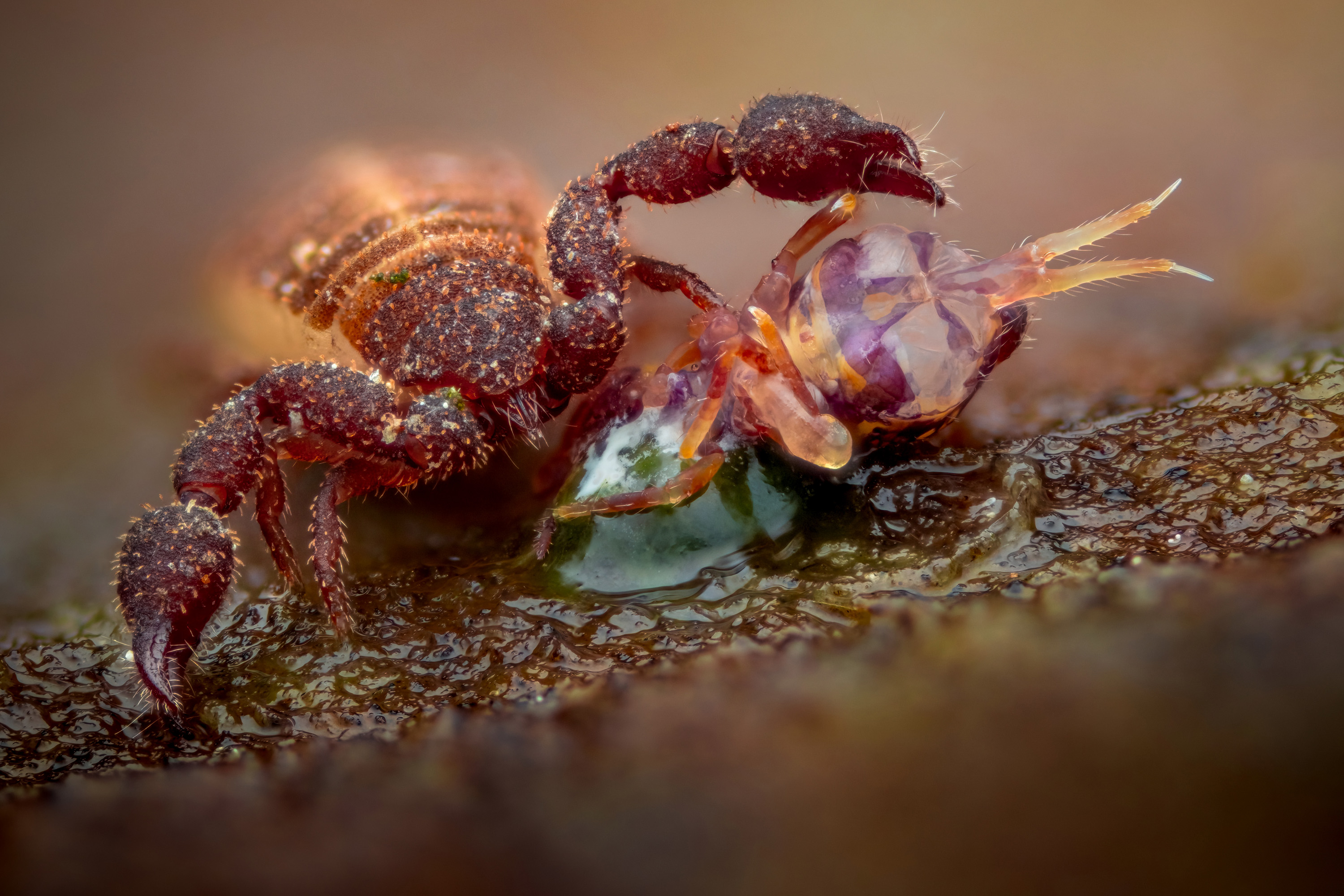 A macro photograph captures a tiny, reddish-brown pseudoscorpion using its enlarged, clawed pedipalps to hold and subdue a translucent, smaller arthropod prey item on a moist, textured surface.