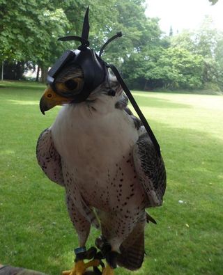 Scientists tracked camera-carrying falcons in an effort to better understand how they capture their prey midflight.