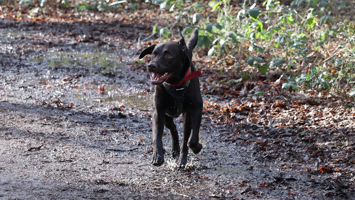 A shot taken with the Canon EOS R6. It shows a Labrador dog jumping