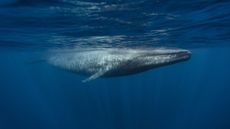A new study suggests that blue whales may ingest up to 10 million pieces of microplastics every day at peak feeding times.