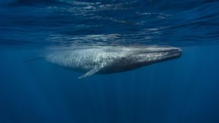 A new study suggests that blue whales may ingest up to 10 million pieces of microplastics every day at peak feeding times.