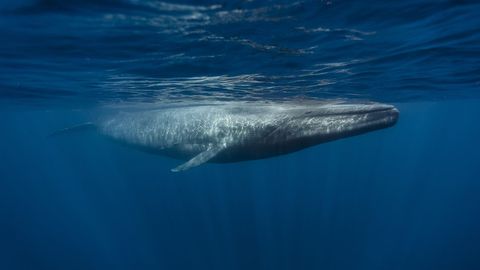 A blue whale's daily intake of microplastics weighs as much as a small ...
