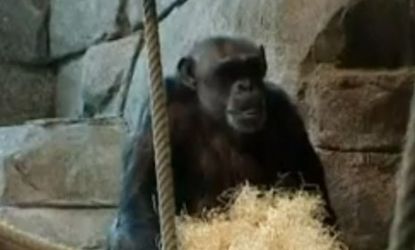 Santino used a pile of hay to obscure rocks that he planned to throw at spectators who approached his pen at Sweden's Furuvik Zoo.