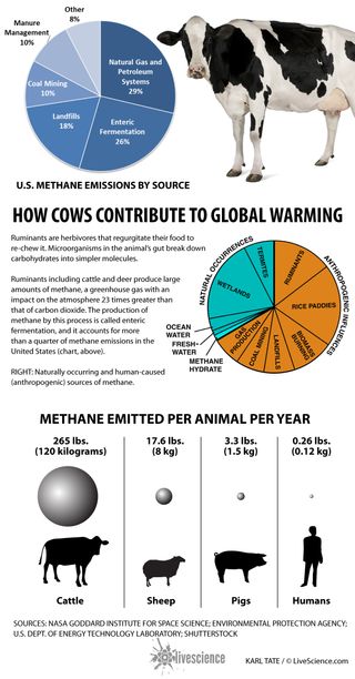 Methane gas fermented in the guts of farm animals contribute up to 26 percent of U.S. methane emissions. [See full infographic]