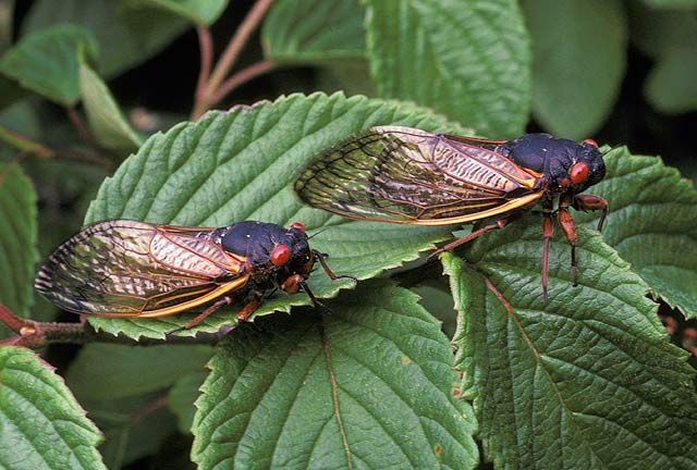 Periodical cicadas