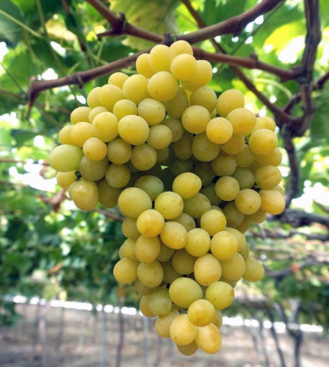 Cotton Candy grapes.