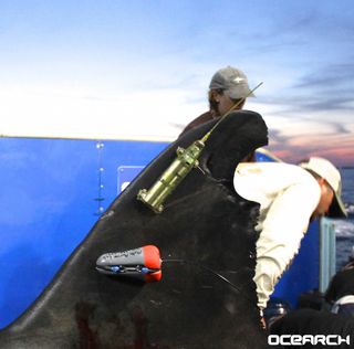 The tracker communicates with satellites every time Mary Lee's dorsal fin goes above the water's surface.